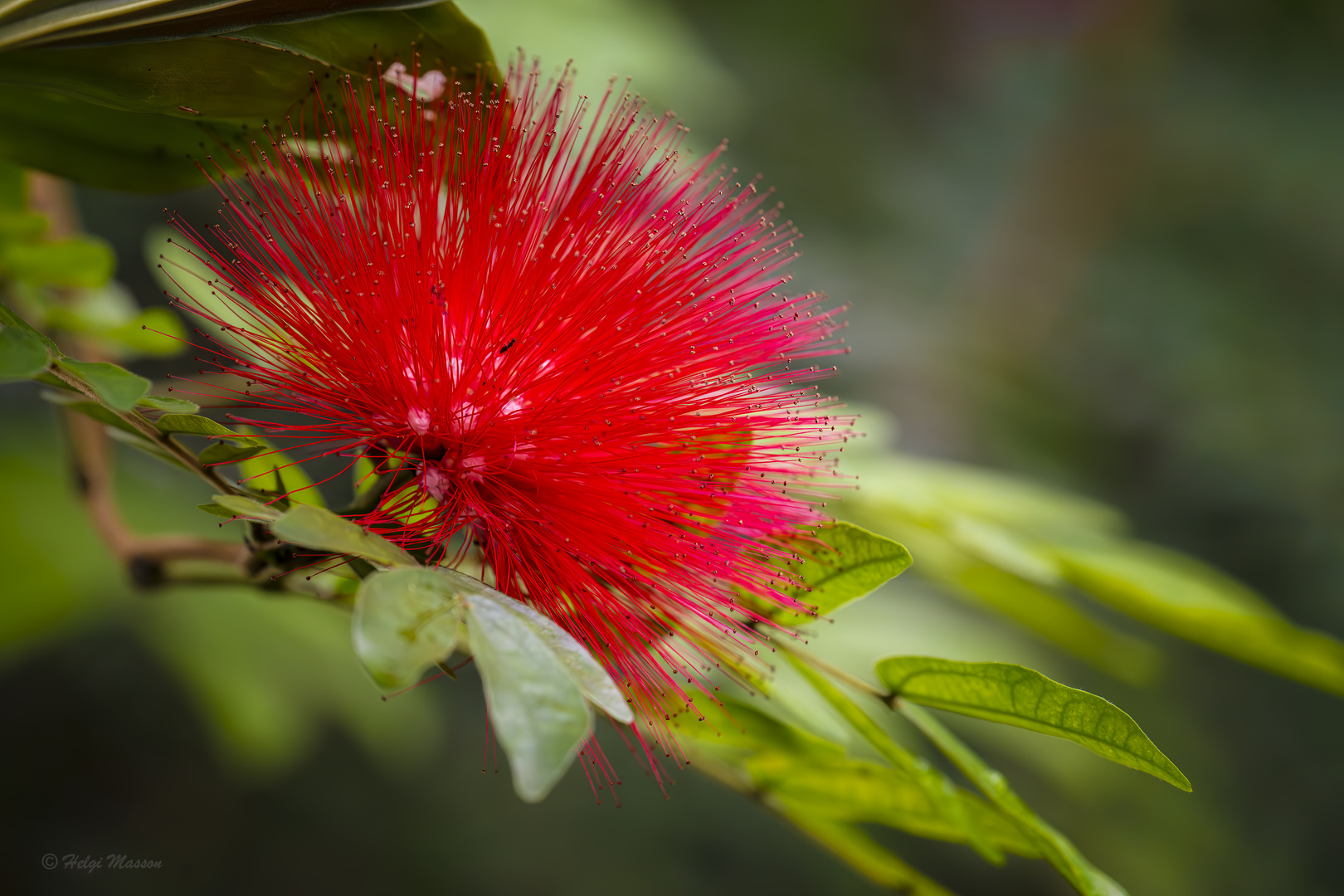 calliandra grandiflora