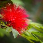 calliandra grandiflora