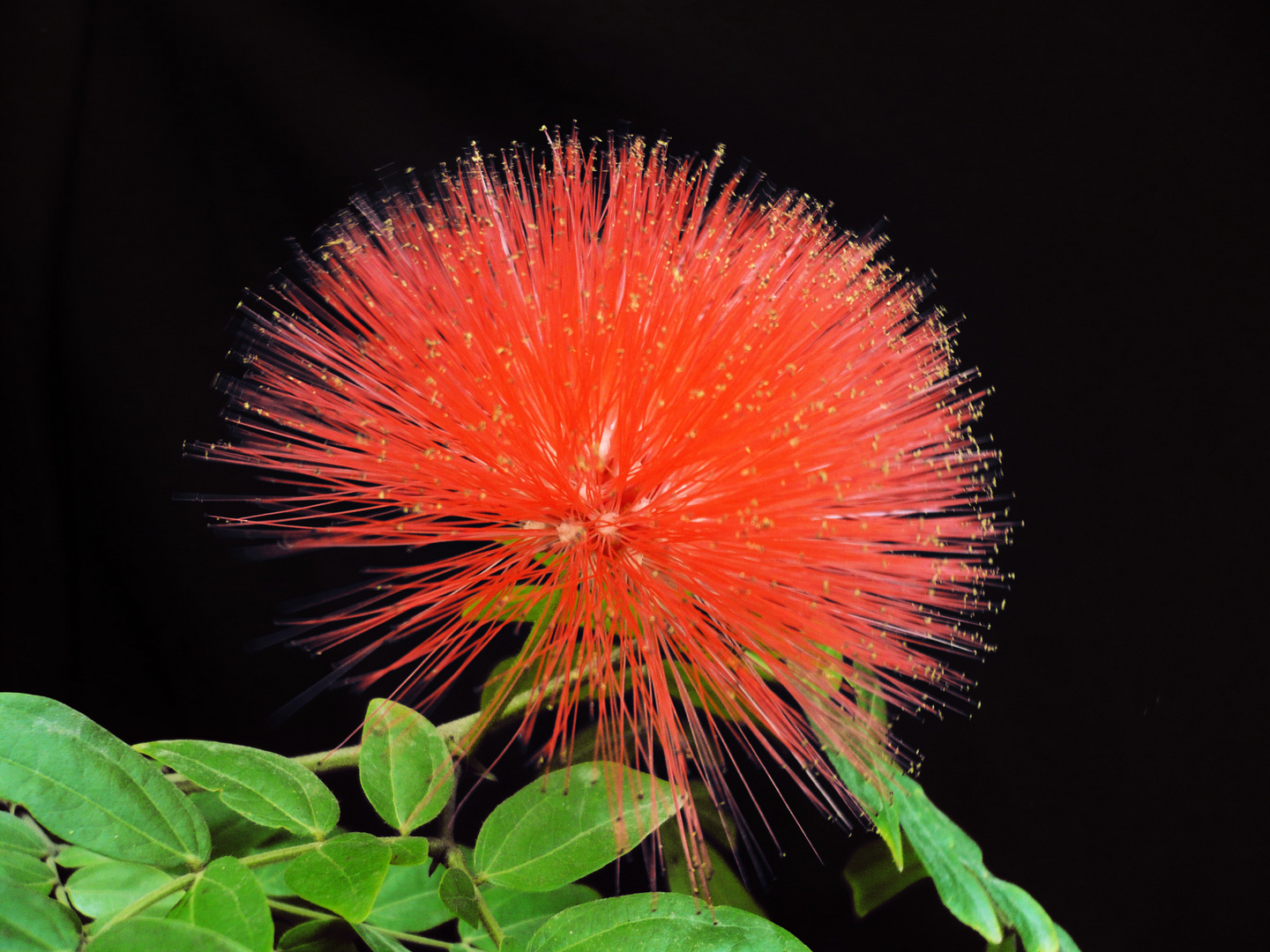 Calliandra Haematocephala