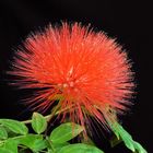 Calliandra Haematocephala