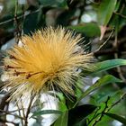 Calliandra Haemtocephala in gelb