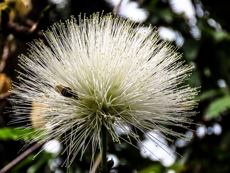 Calliandra Haemtocephala in weiss