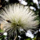 Calliandra Haemtocephala in weiss