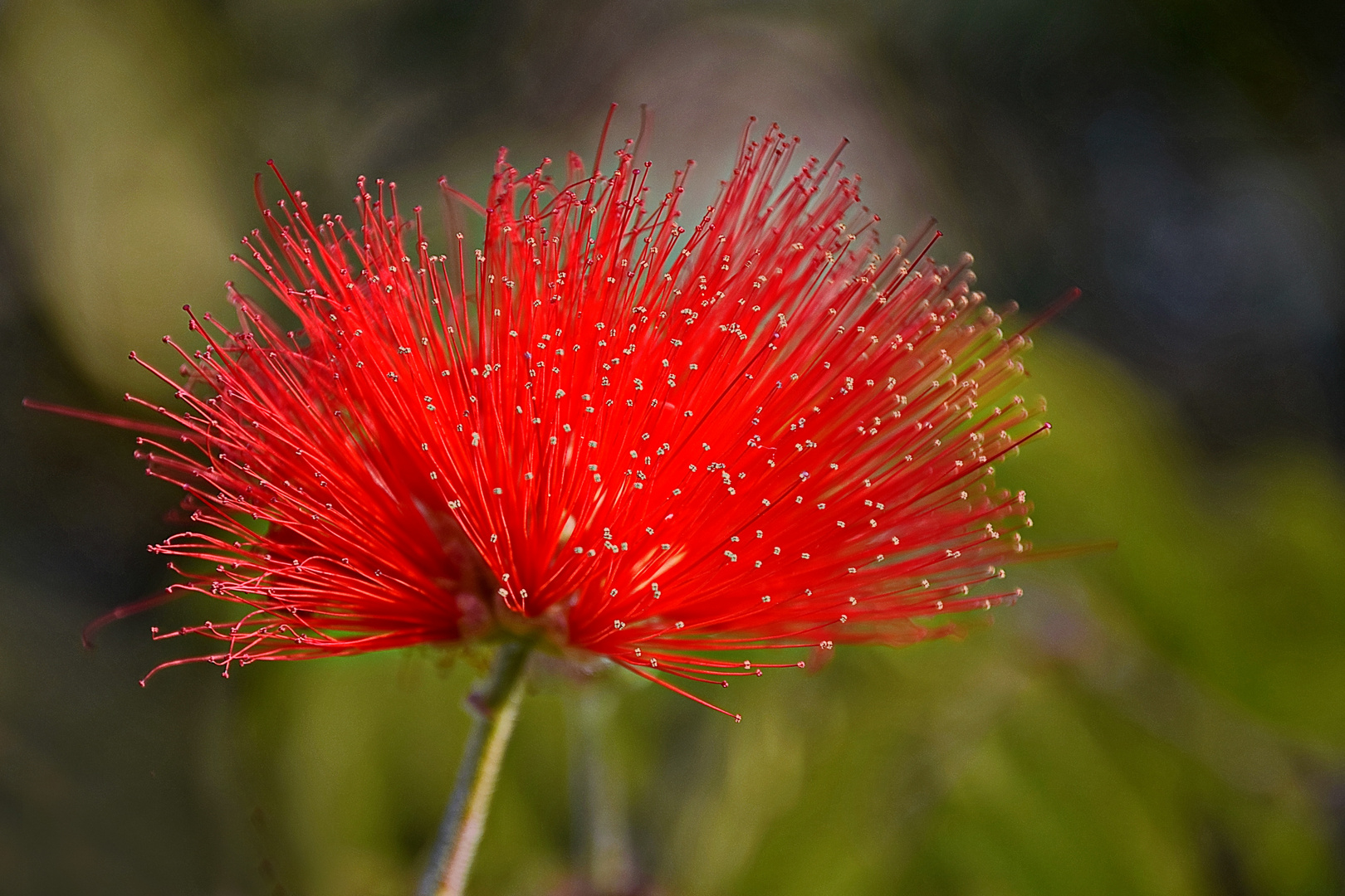 Calliandra: Puderquastenstrauch