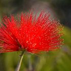 Calliandra: Puderquastenstrauch