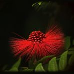 Calliandra surinamensis*