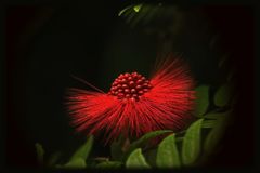 Calliandra surinamensis*