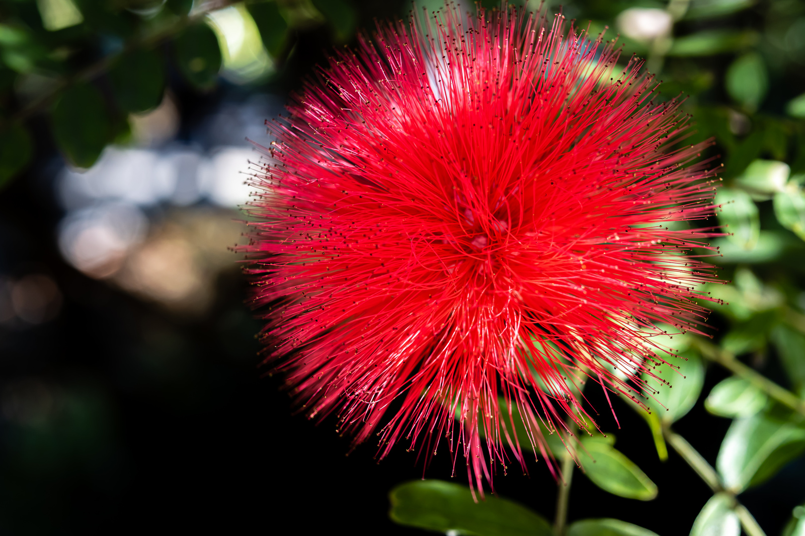 Calliandra surinamensis - Puderquastenstrauch I