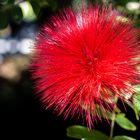 Calliandra surinamensis - Puderquastenstrauch I