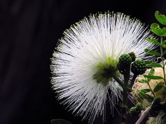 Calliandra twedii