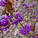 Callicarpa 2