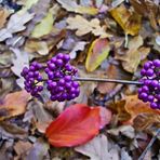 Callicarpa 3