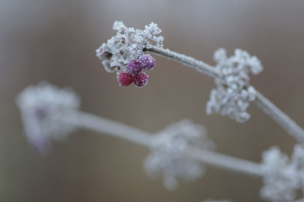 Callicarpa