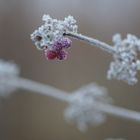 Callicarpa