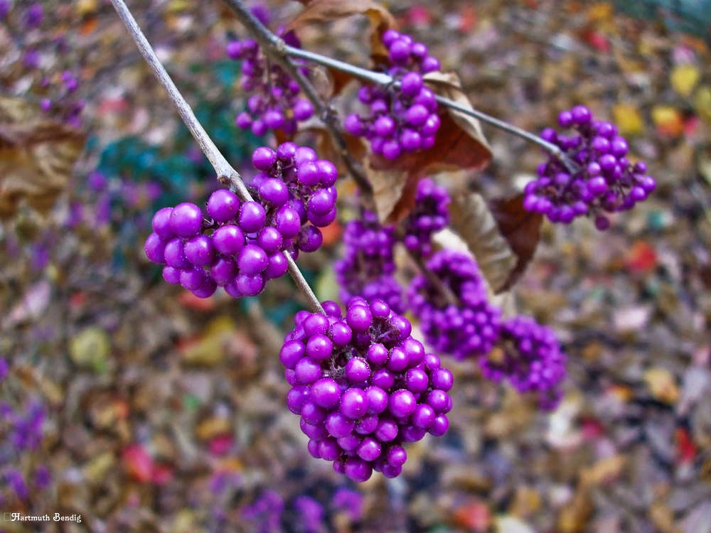 Callicarpa