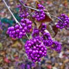 Callicarpa