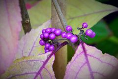 Callicarpa bodinieri