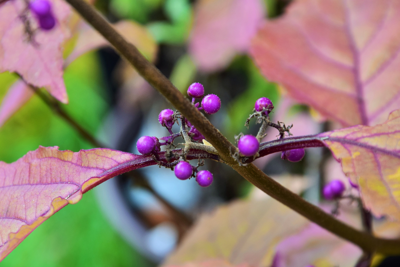 Callicarpa bodinieri