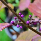 Callicarpa bodinieri