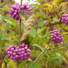 Callicarpa