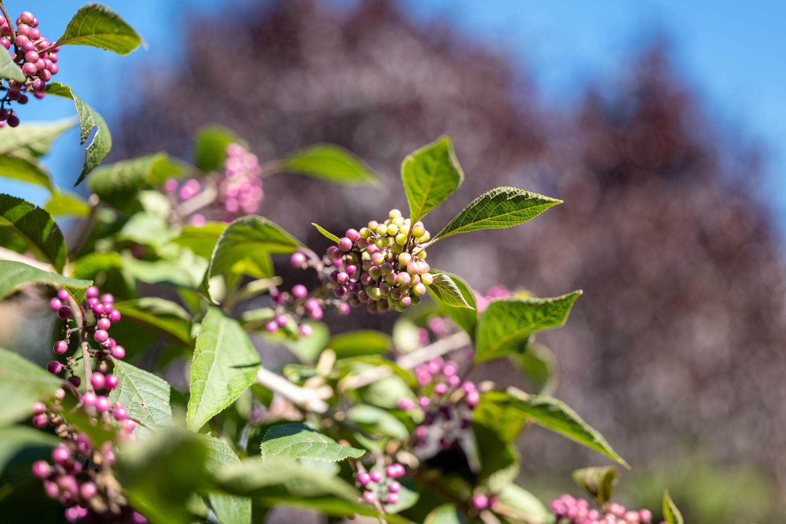 Callicarpa Chinesische Schönfrucht