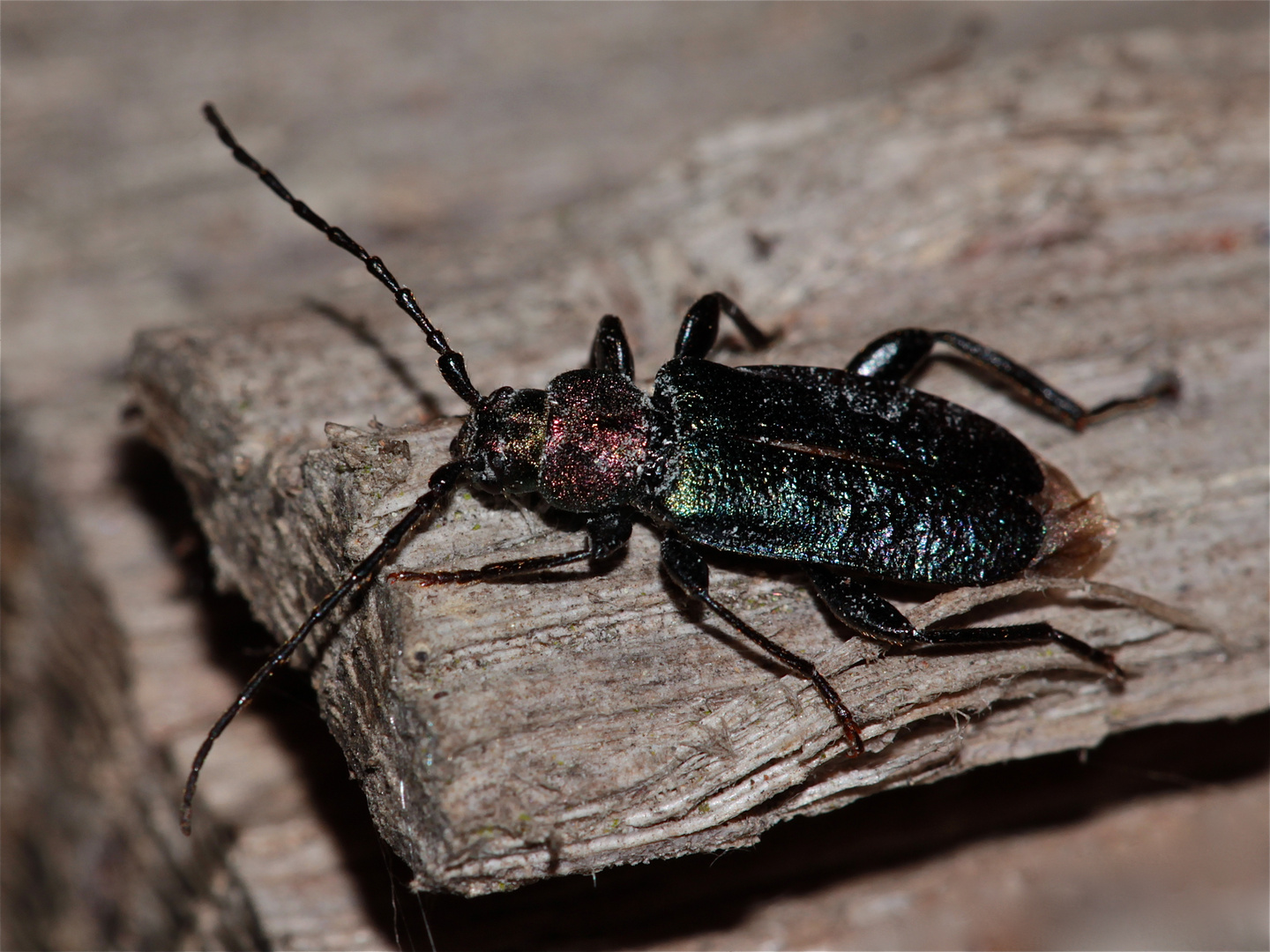 Callidium aeneum eins der BockkäferJuwele an Totholz (ca. 12 mm) Foto & Bild tiere