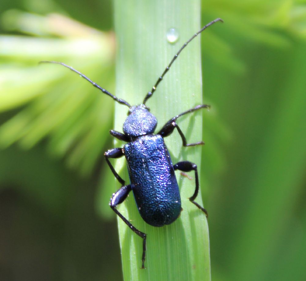 Callidium violaceum-Blauvioletter Scheibenbock , Veilchenbock Foto
