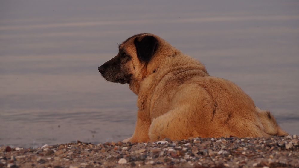 Callie an der Ostsee