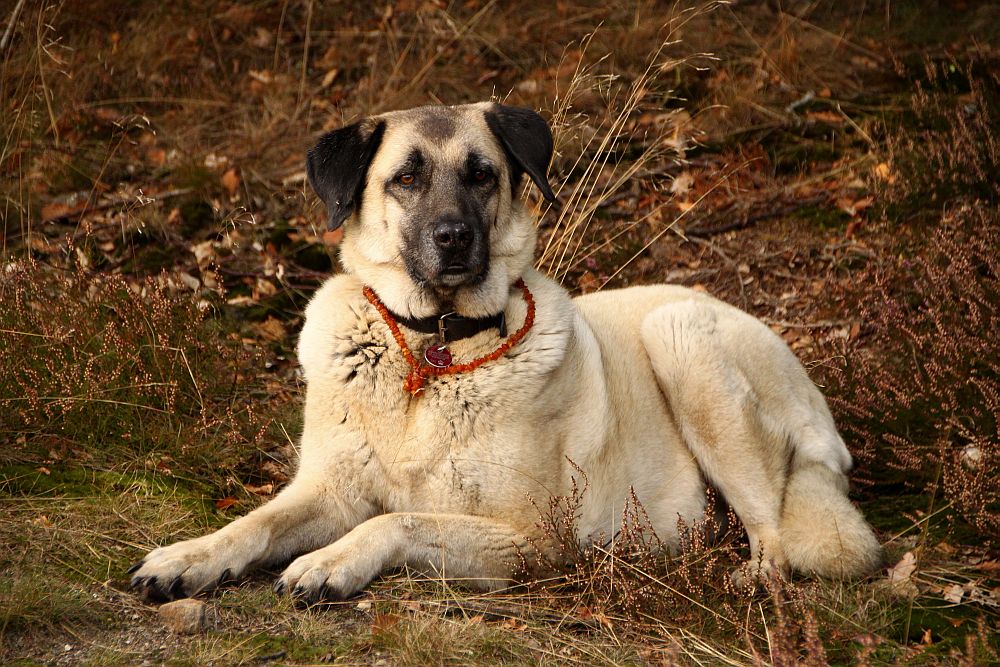 Callie, das "anatolische Heideschaf"