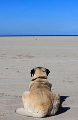 Callie wartet auf den Startschuss