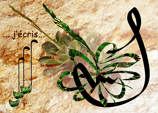 calligraphie et plante