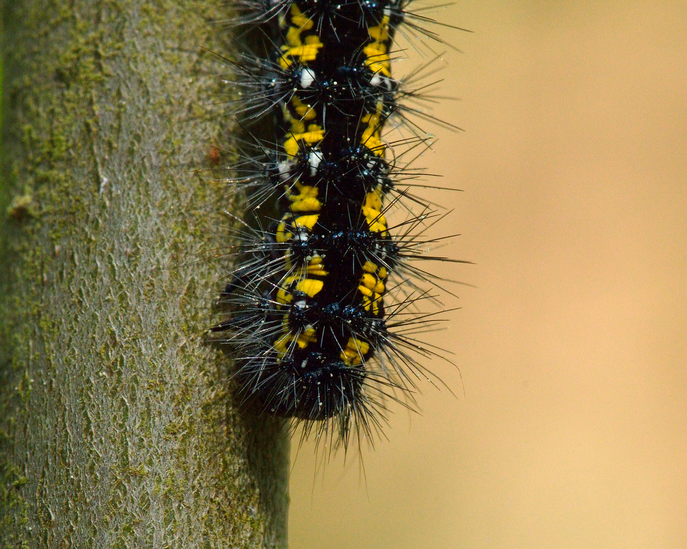 Callimorpha dominula, Schönbär