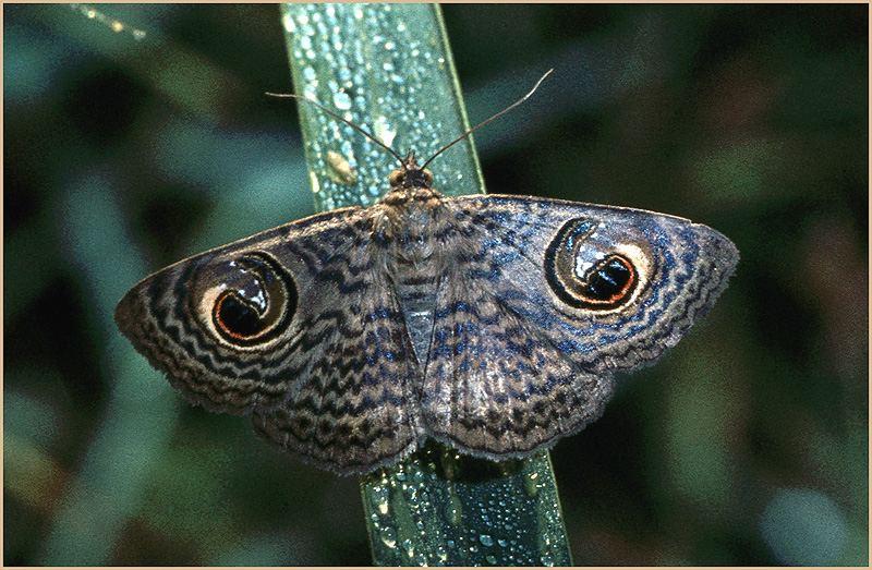 Calliodes pretiosissima Foto & Bild natur, nachtfalter, insekten