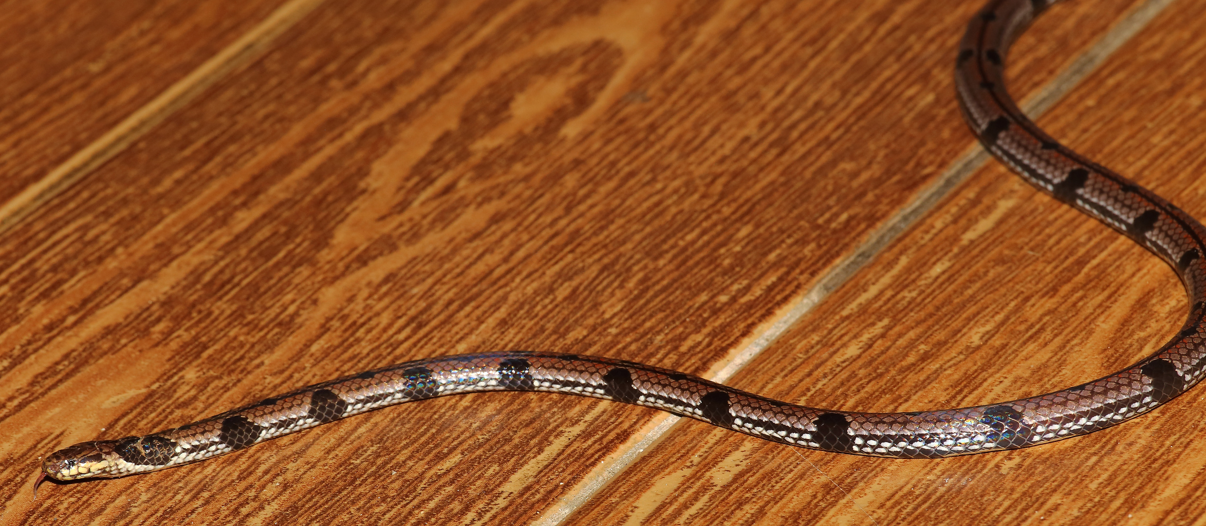 Calliophis gracilis (Spotted Coral Snake)