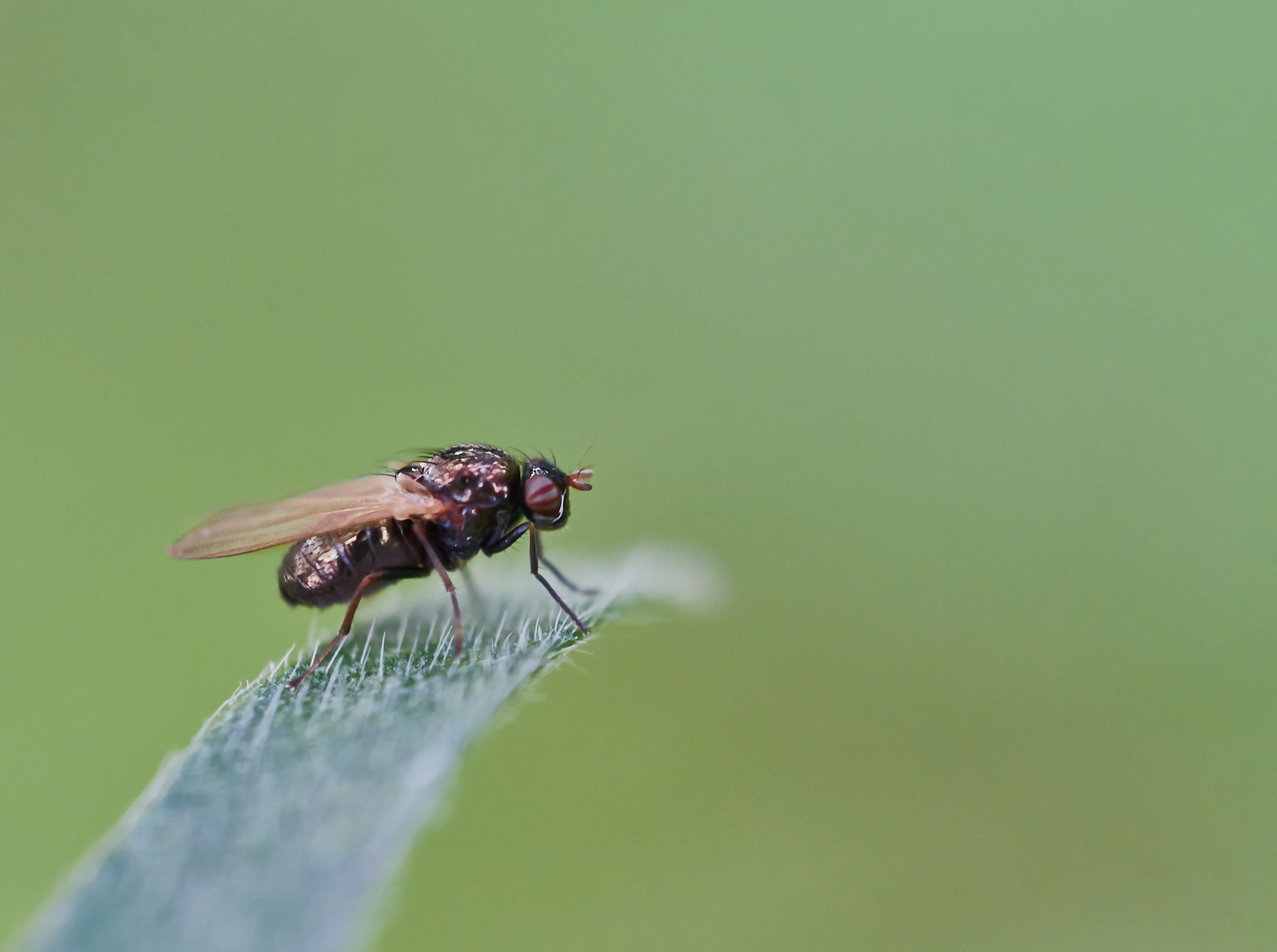 Calliopum aeneum/simillimum Foto & Bild Bilder auf