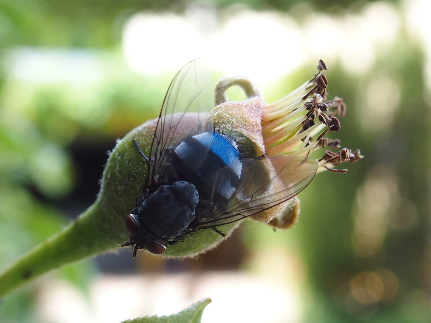 Calliphora – Blaue Schmeißfliege