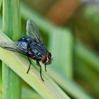 calliphora vicina...