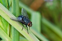 calliphora vicina...