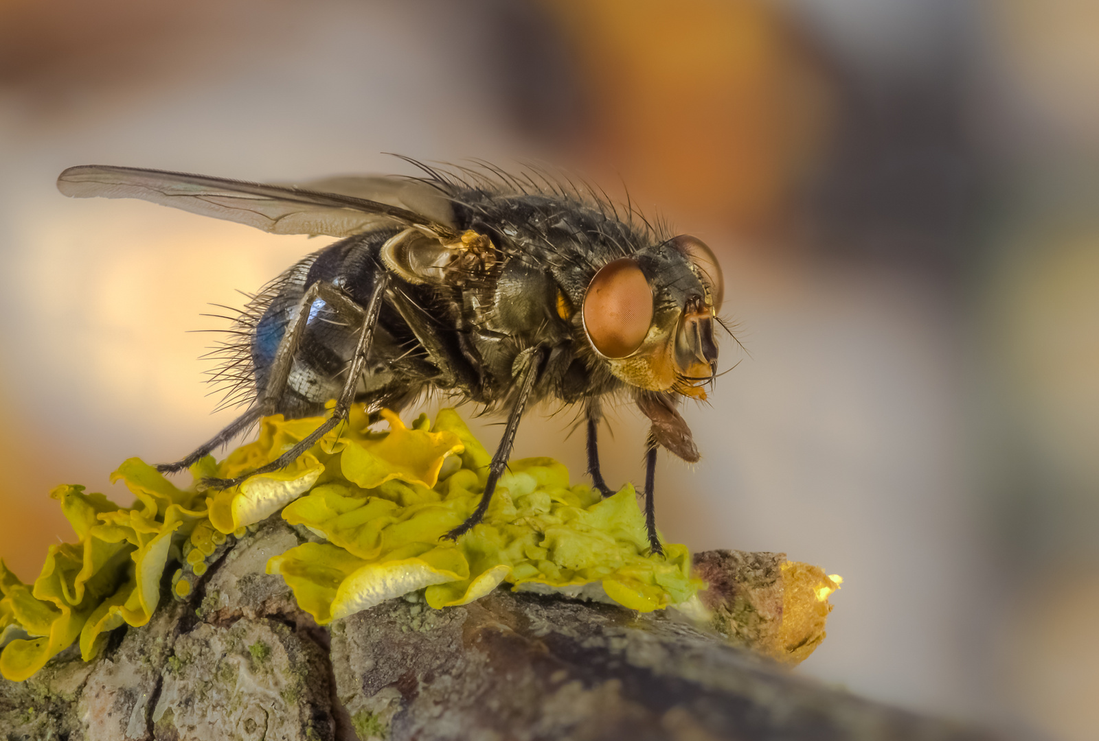 Calliphora vicina Foto & Bild makro, natur, insekten Bilder auf