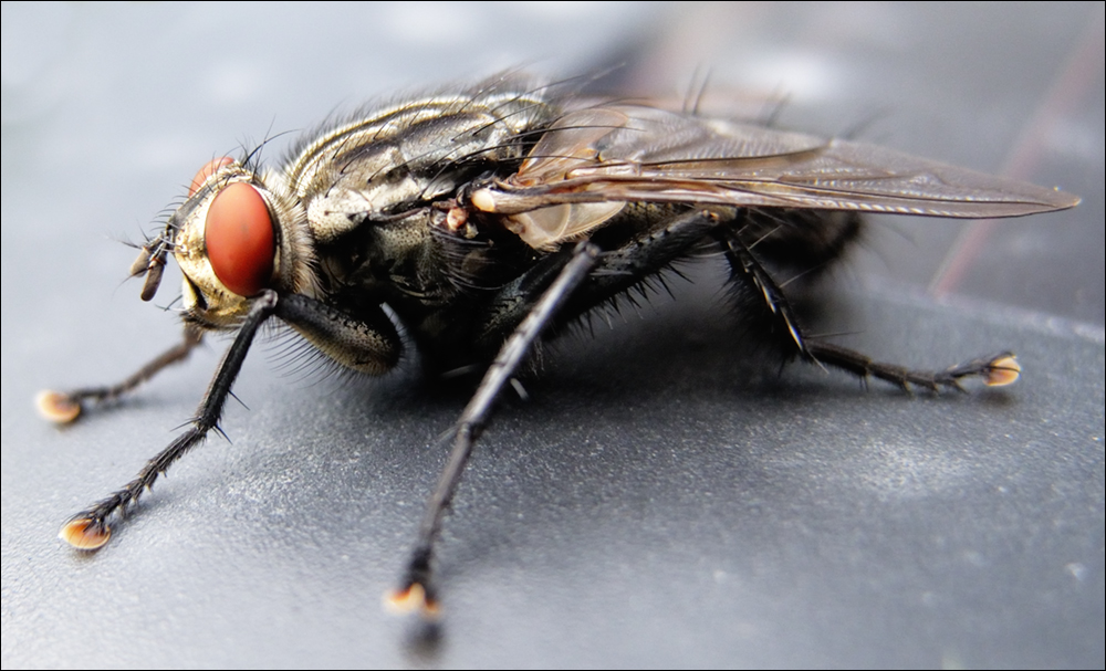 Calliphora vicina