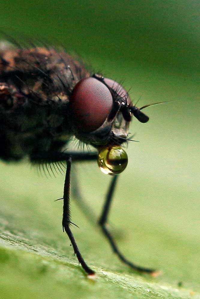 Calliphora vicina - bei der Regurgitation