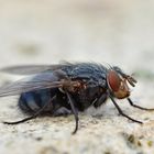 Calliphora vicina...