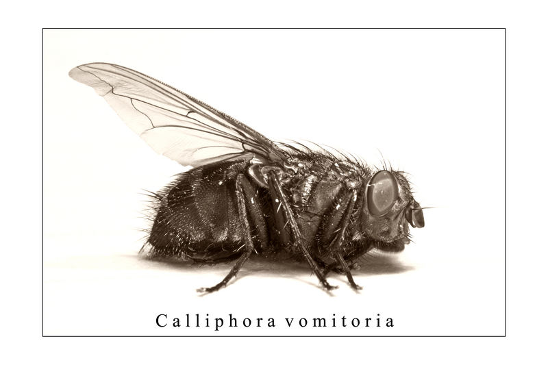 Calliphora vomitoria