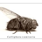 Calliphora vomitoria