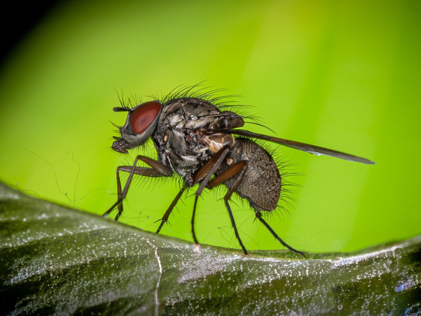 Calliphora vomitoria