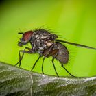 Calliphora vomitoria