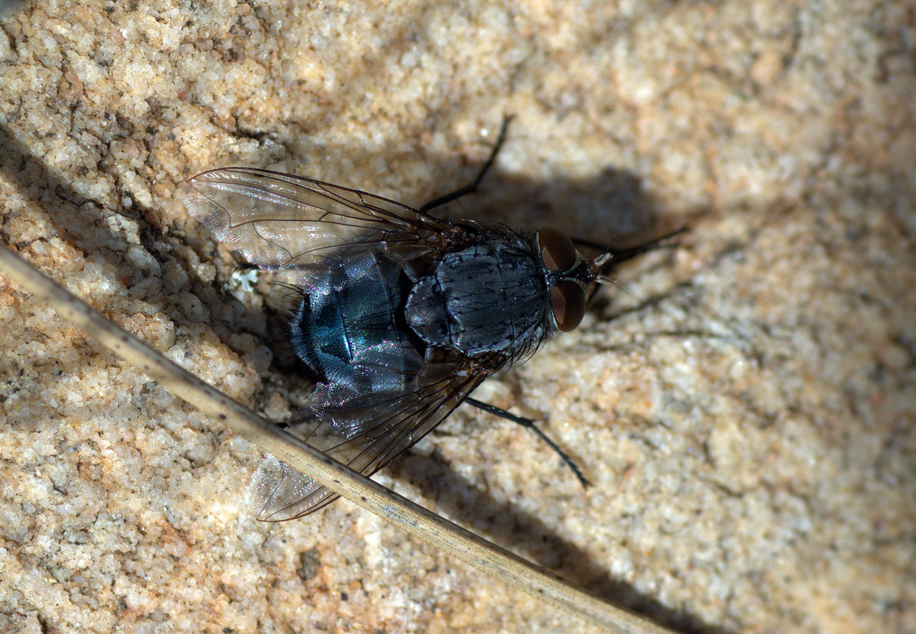 Calliphora vomitoria (mosca azul de la carne)