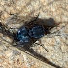 Calliphora vomitoria (mosca azul de la carne)