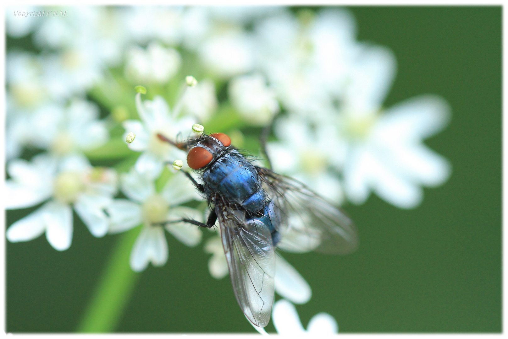 *Calliphoridae*