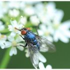 *Calliphoridae*